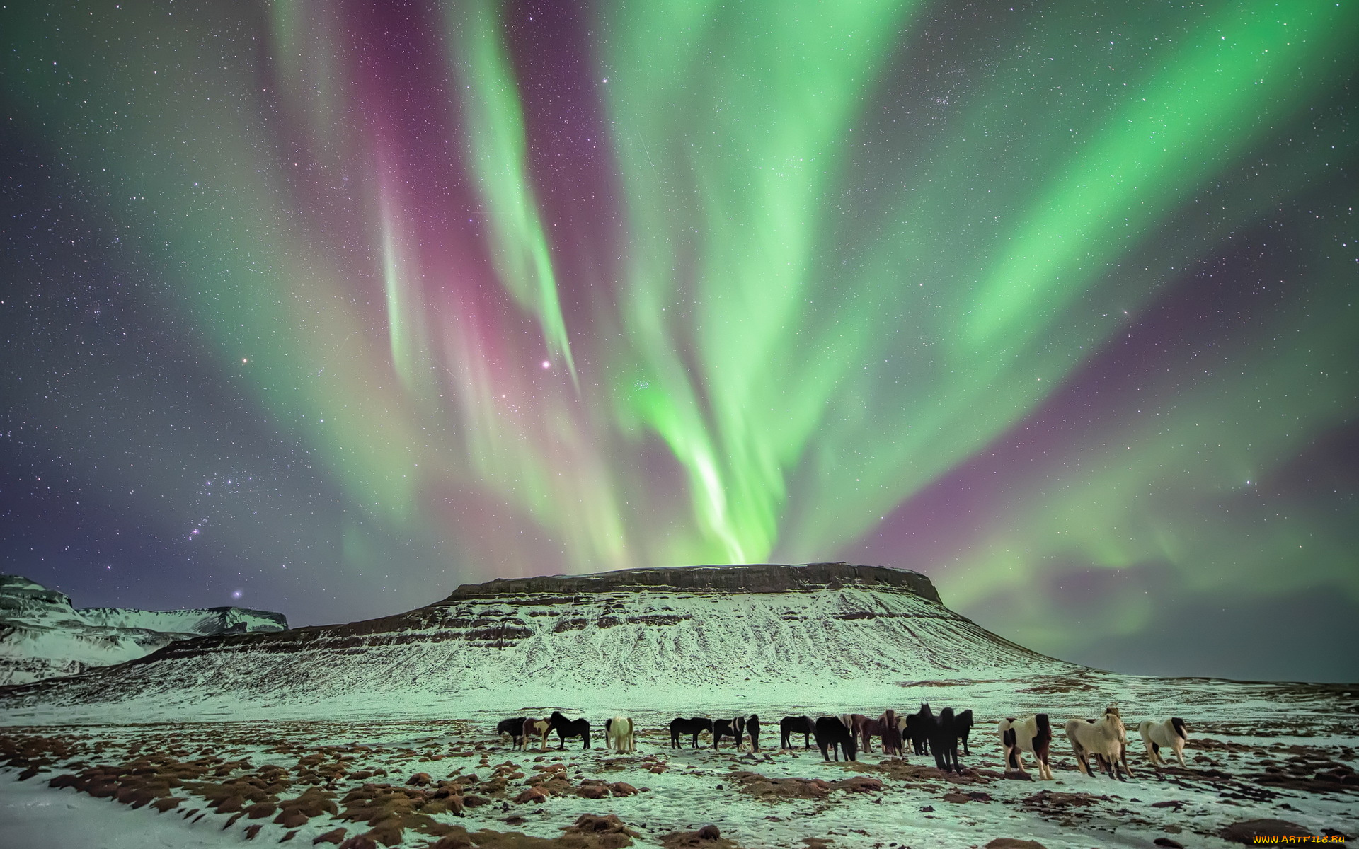 животные, лошади, небо, табун, горы, снег, северное, сияние