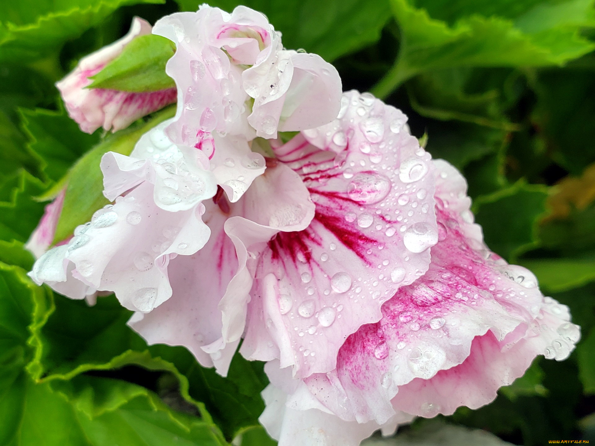 цветы, герань, капли