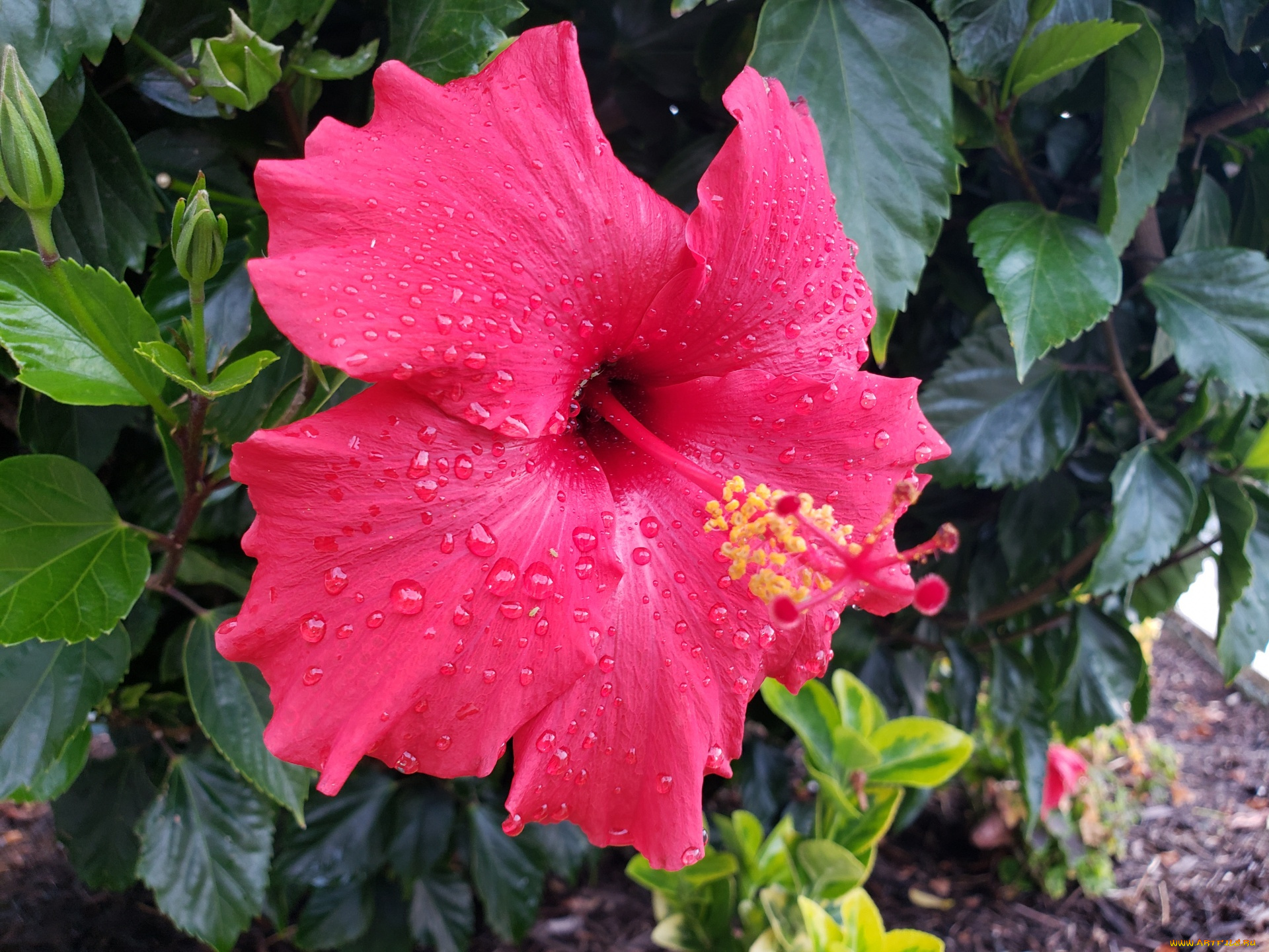 цветы, гибискусы, макро