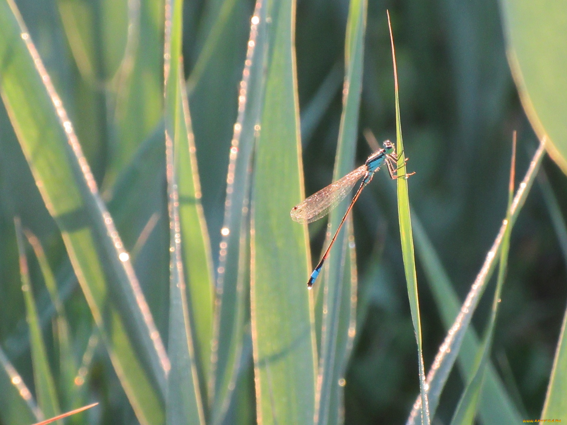 животные, стрекозы, лето, 2018