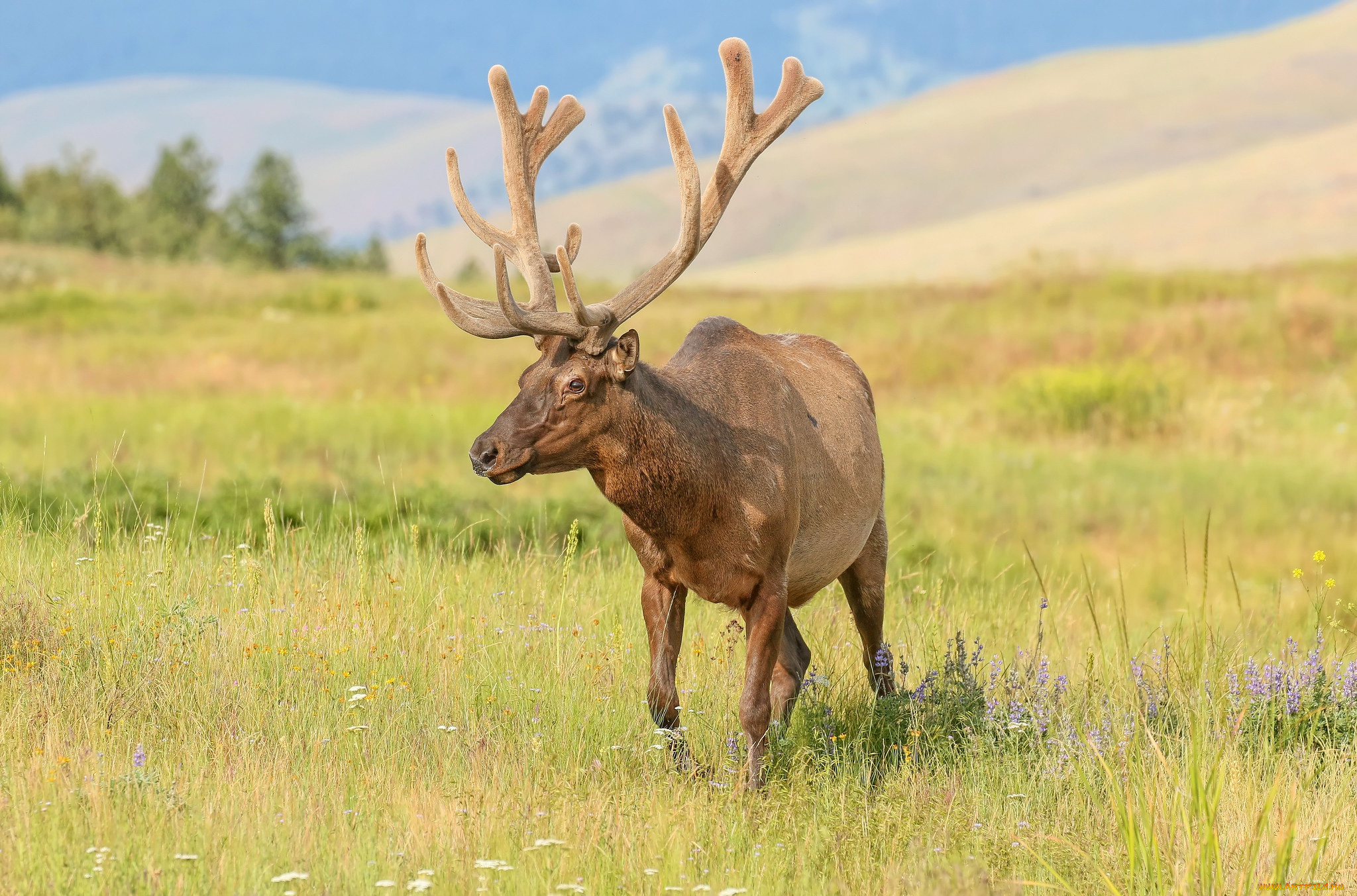 животные, олени, олень