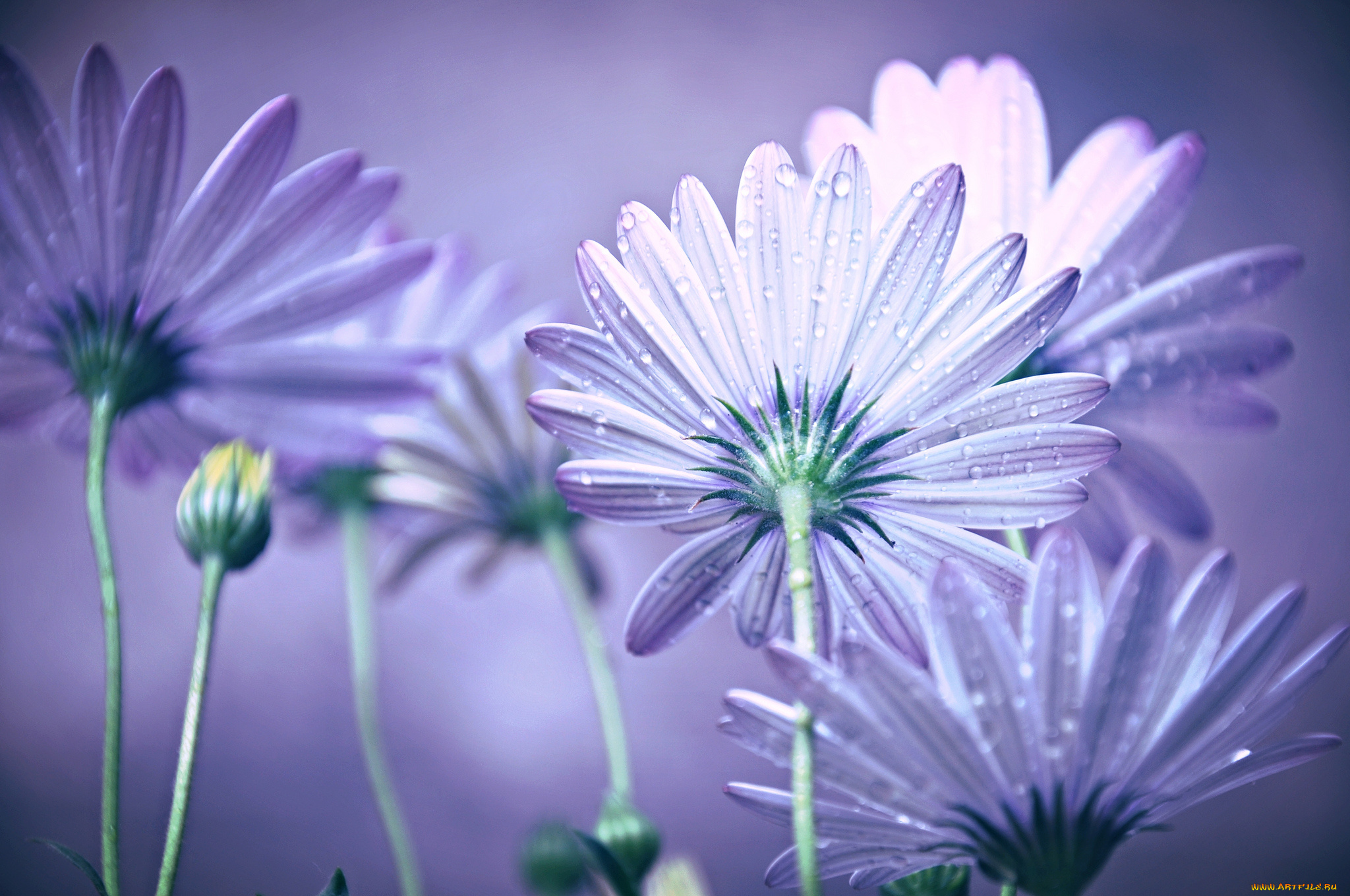 цветы, ромашки