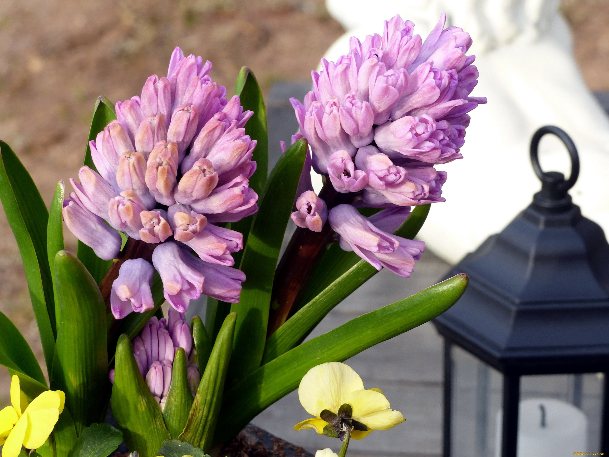 цветы, гиацинты, макро