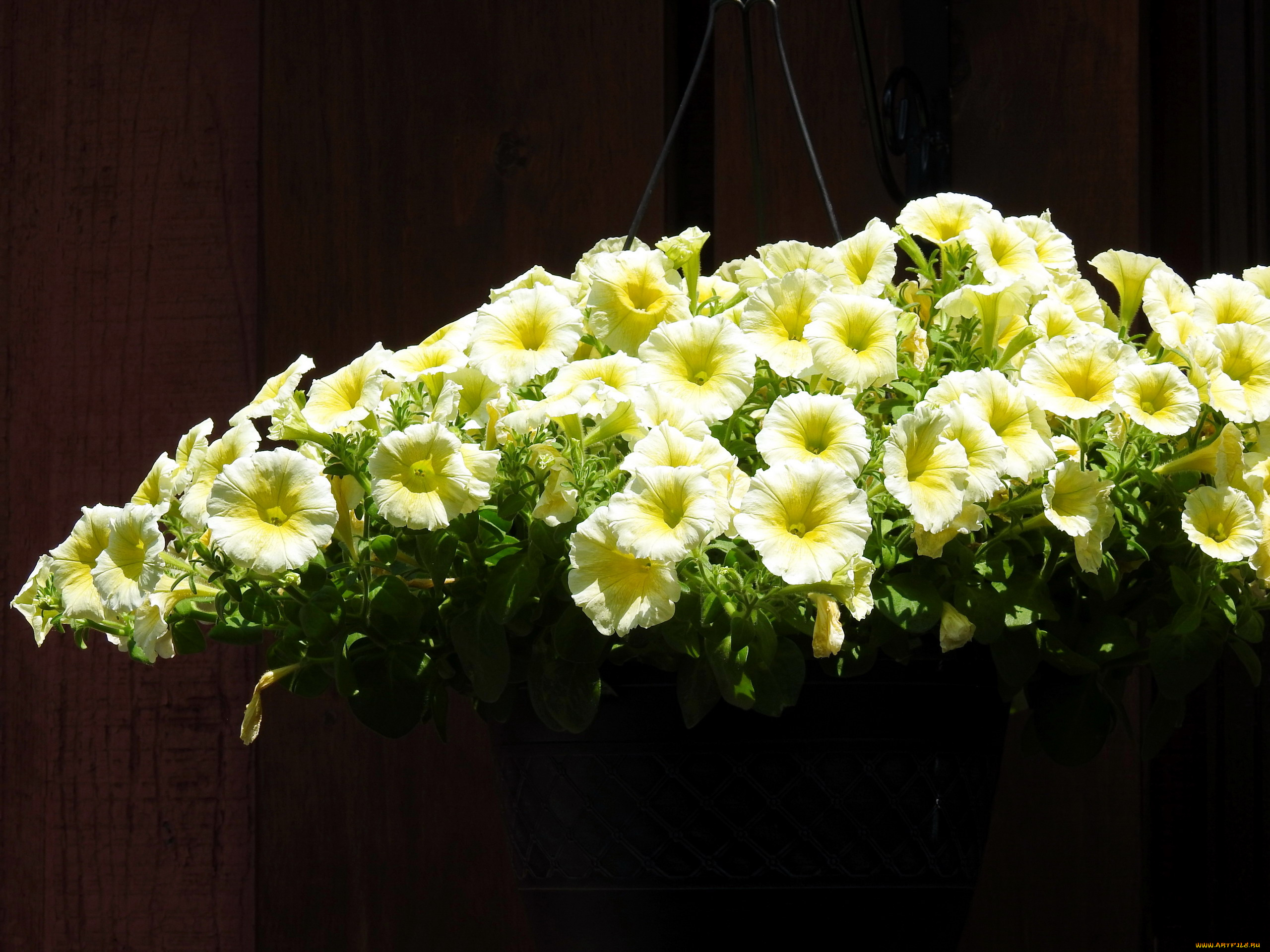 цветы, петунии, , калибрахоа, петуния