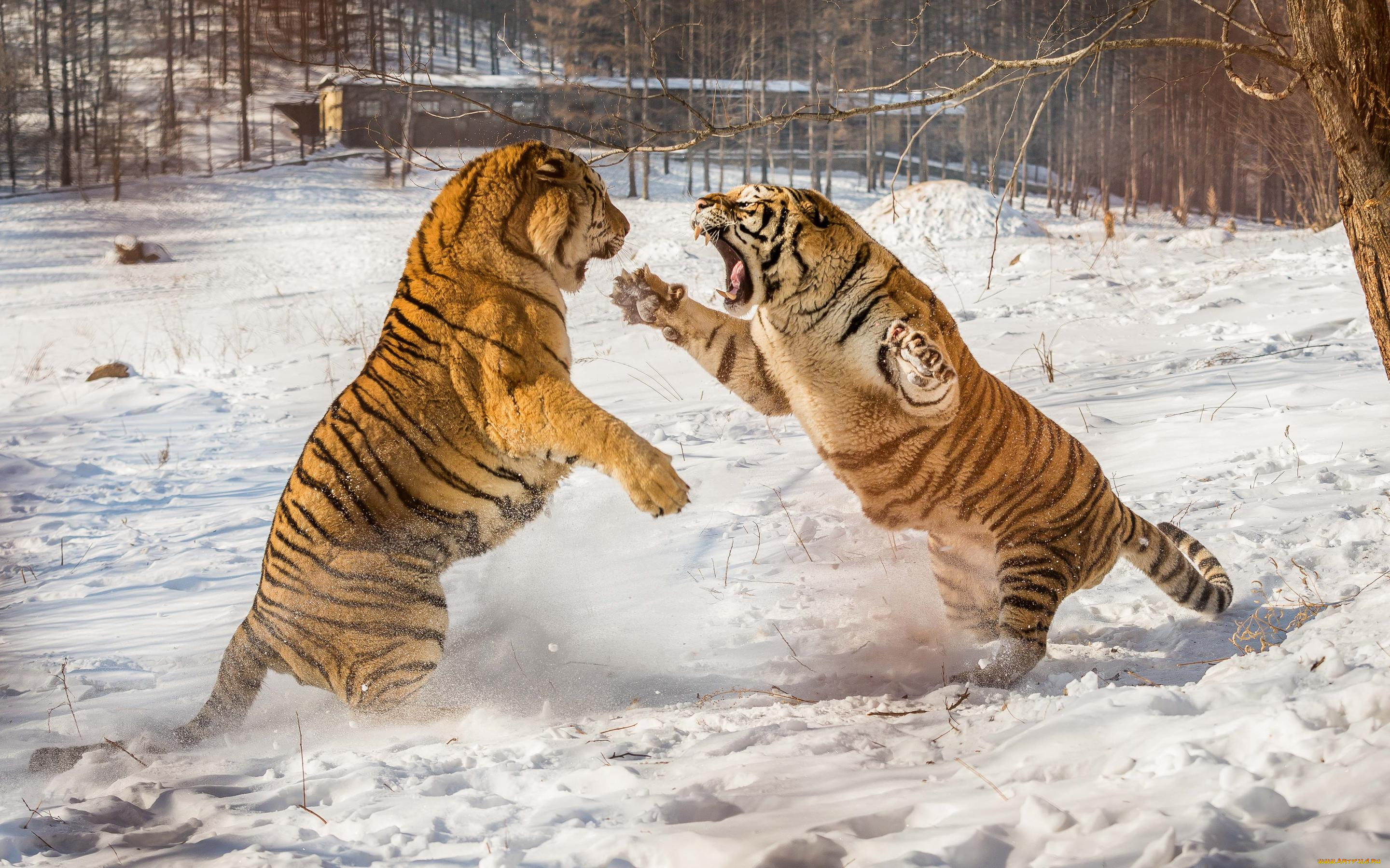 животные, тигры