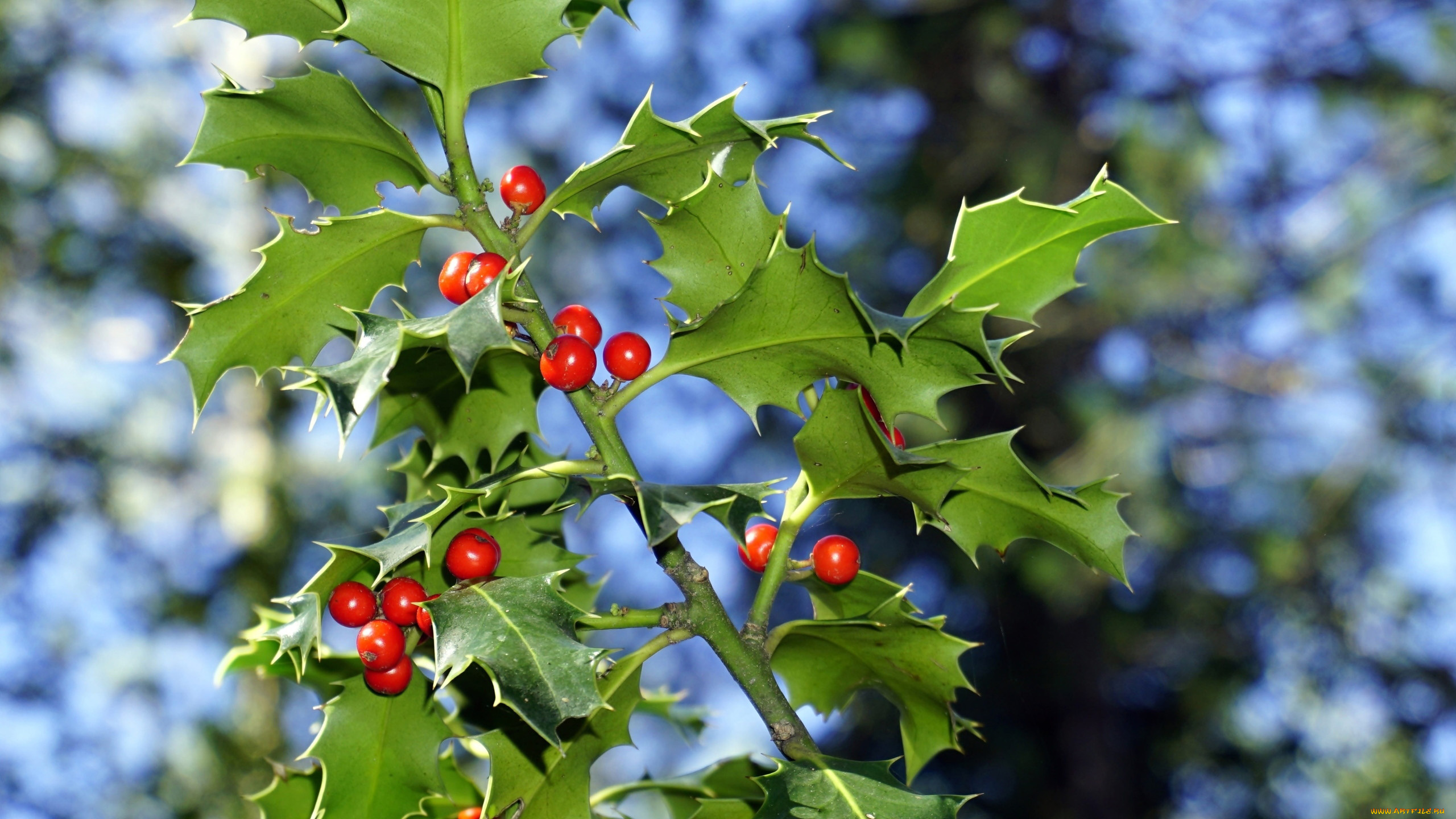 природа, ягоды, остролист