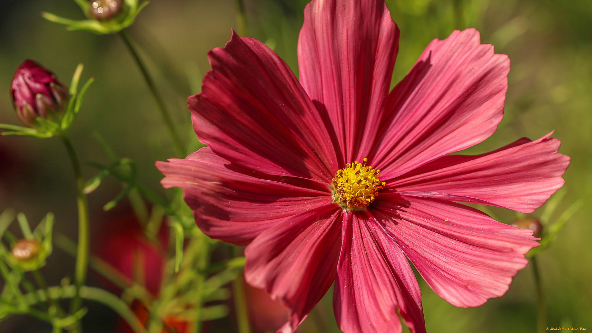 цветы, космея, розовая, макро