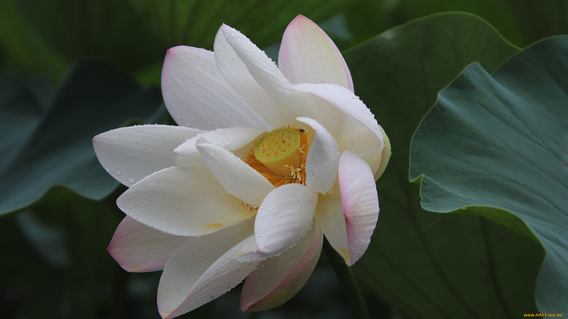 цветы, лотосы, белый, лотос, макро