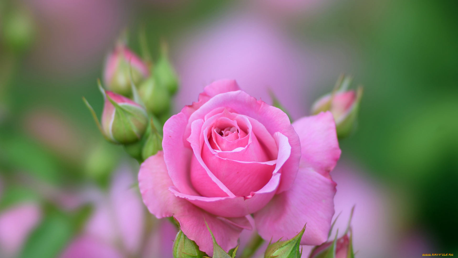 цветы, розы, розовая, роза, бутоны