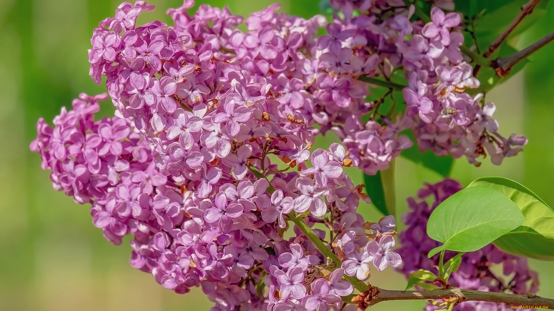 цветы, сирень, весна, ветка