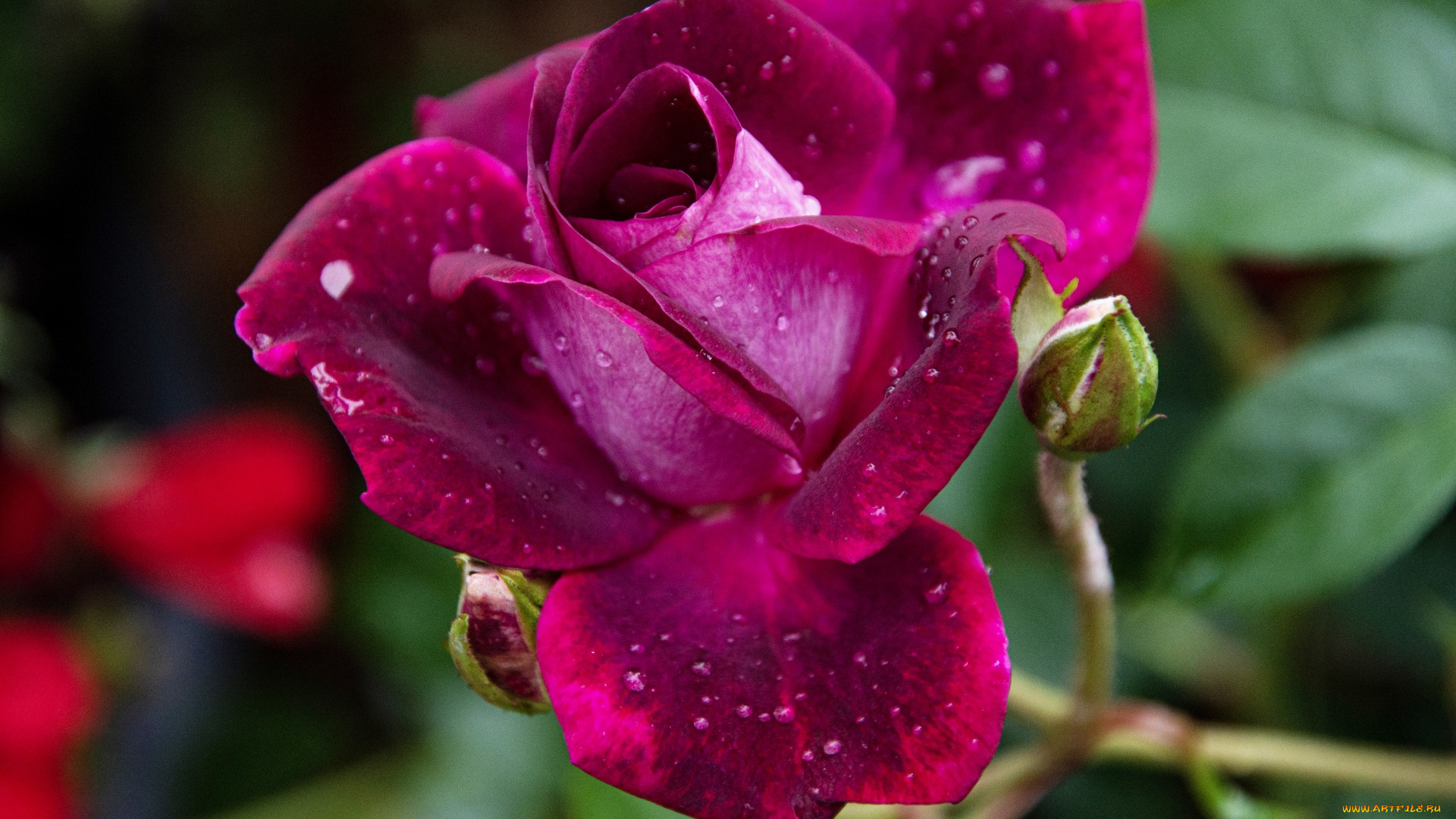 цветы, розы, розовая, роза, макро