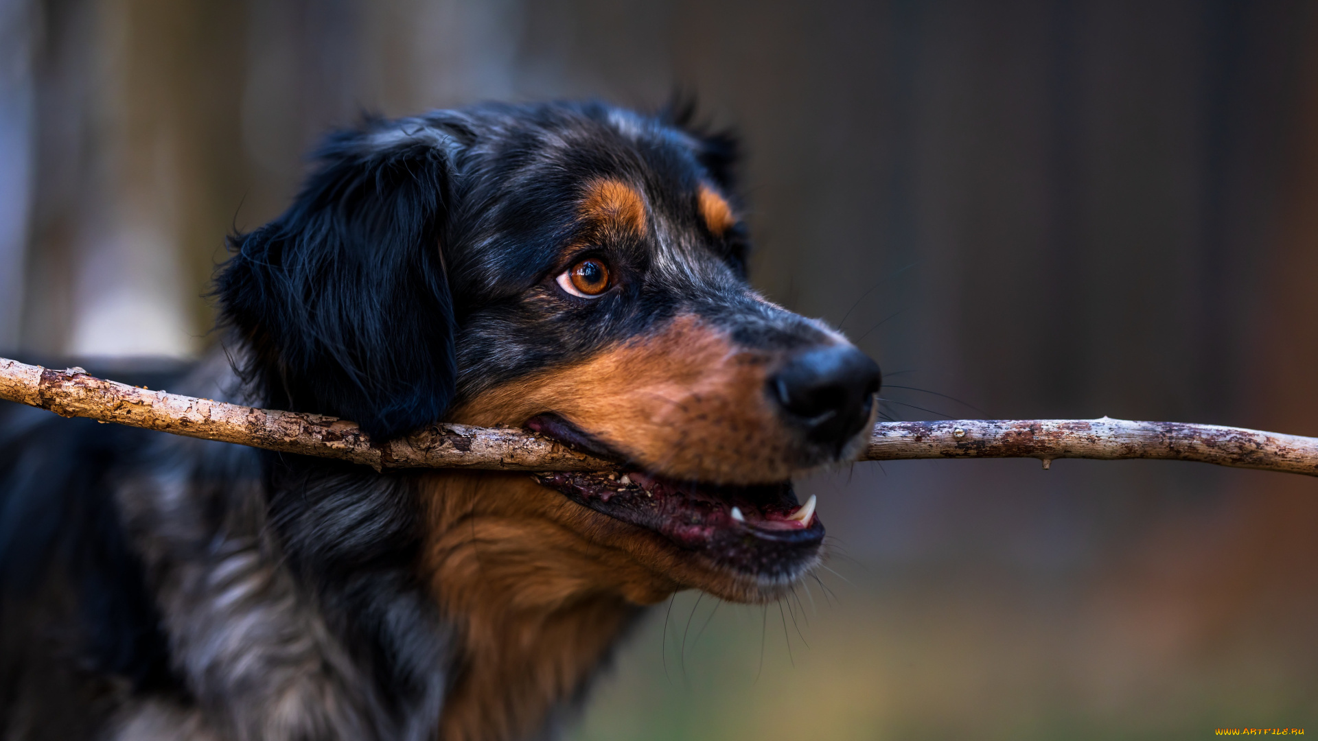 животные, собаки, собака