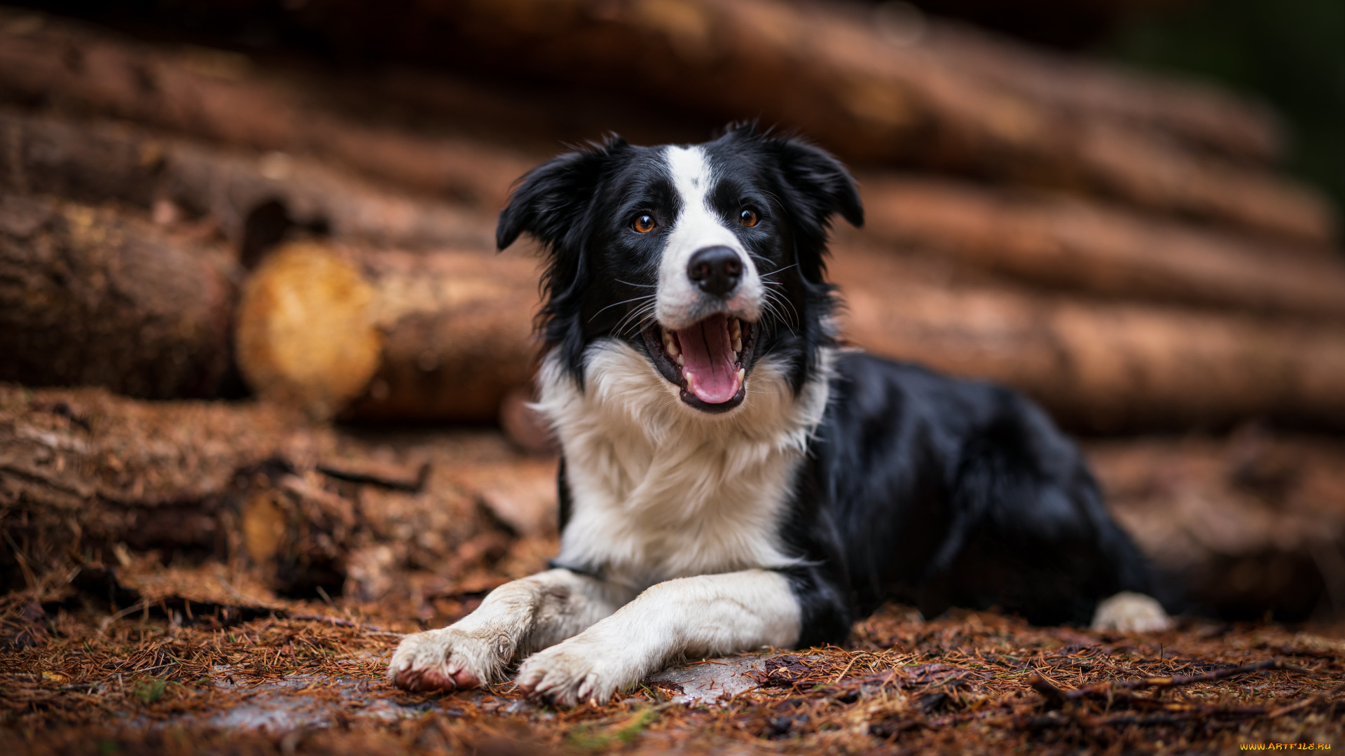 животные, собаки, собака