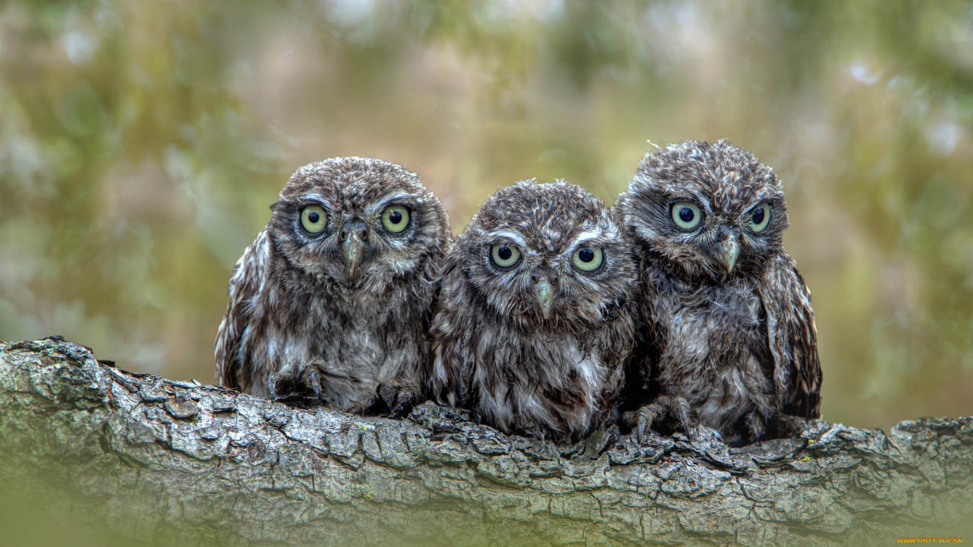 животные, совы, сычи
