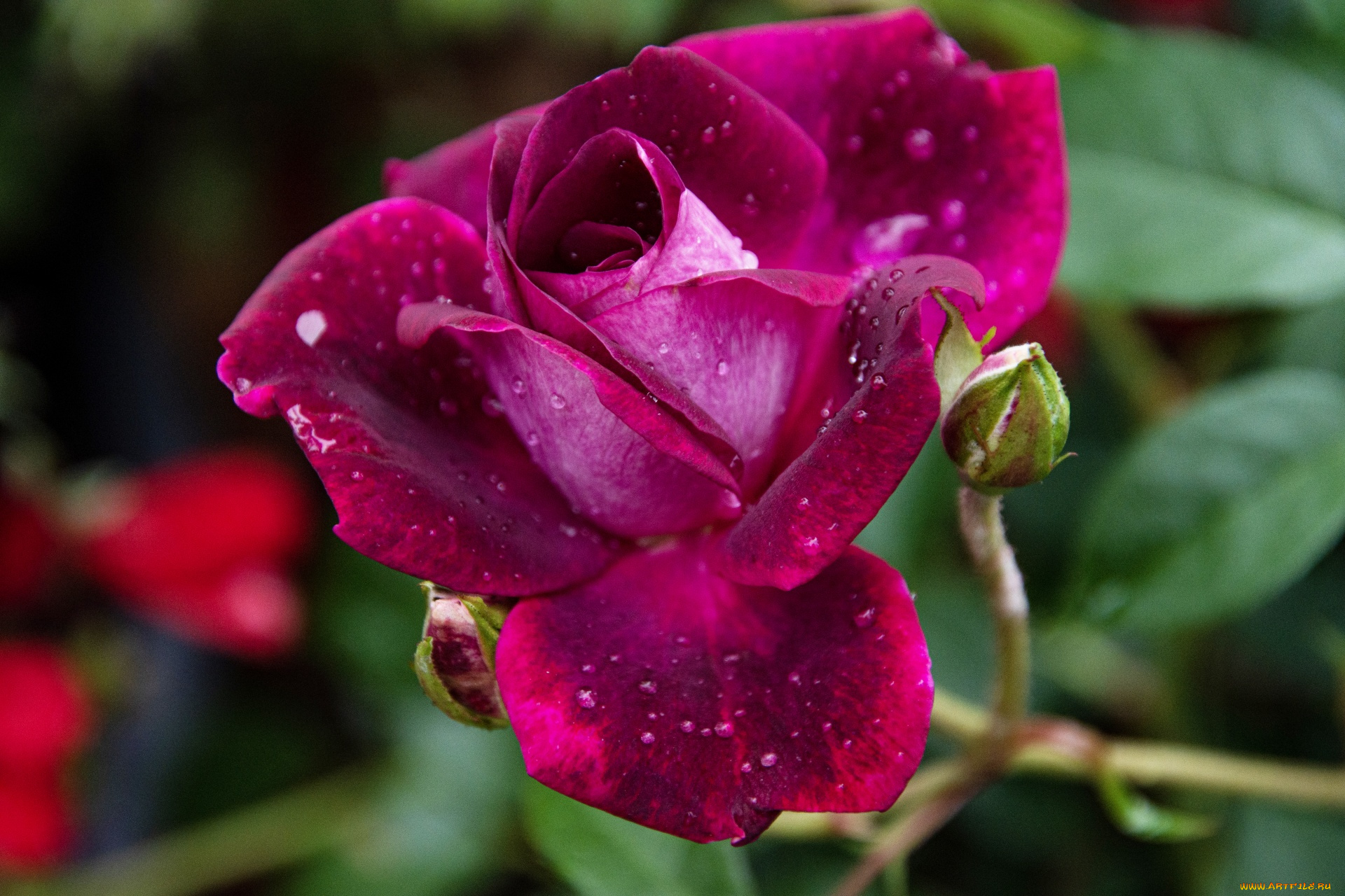 цветы, розы, розовая, роза, макро