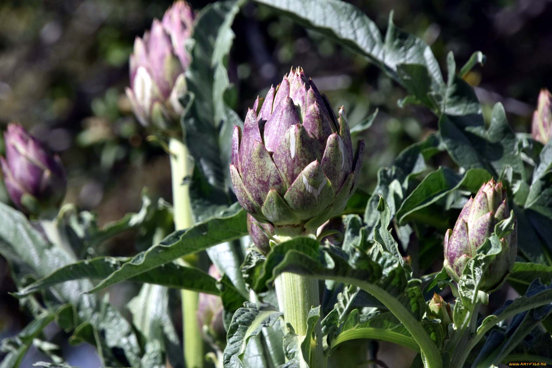 природа, плоды, артишок