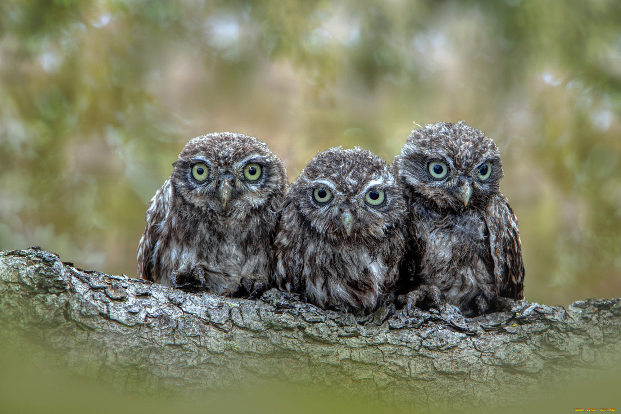 животные, совы, сычи