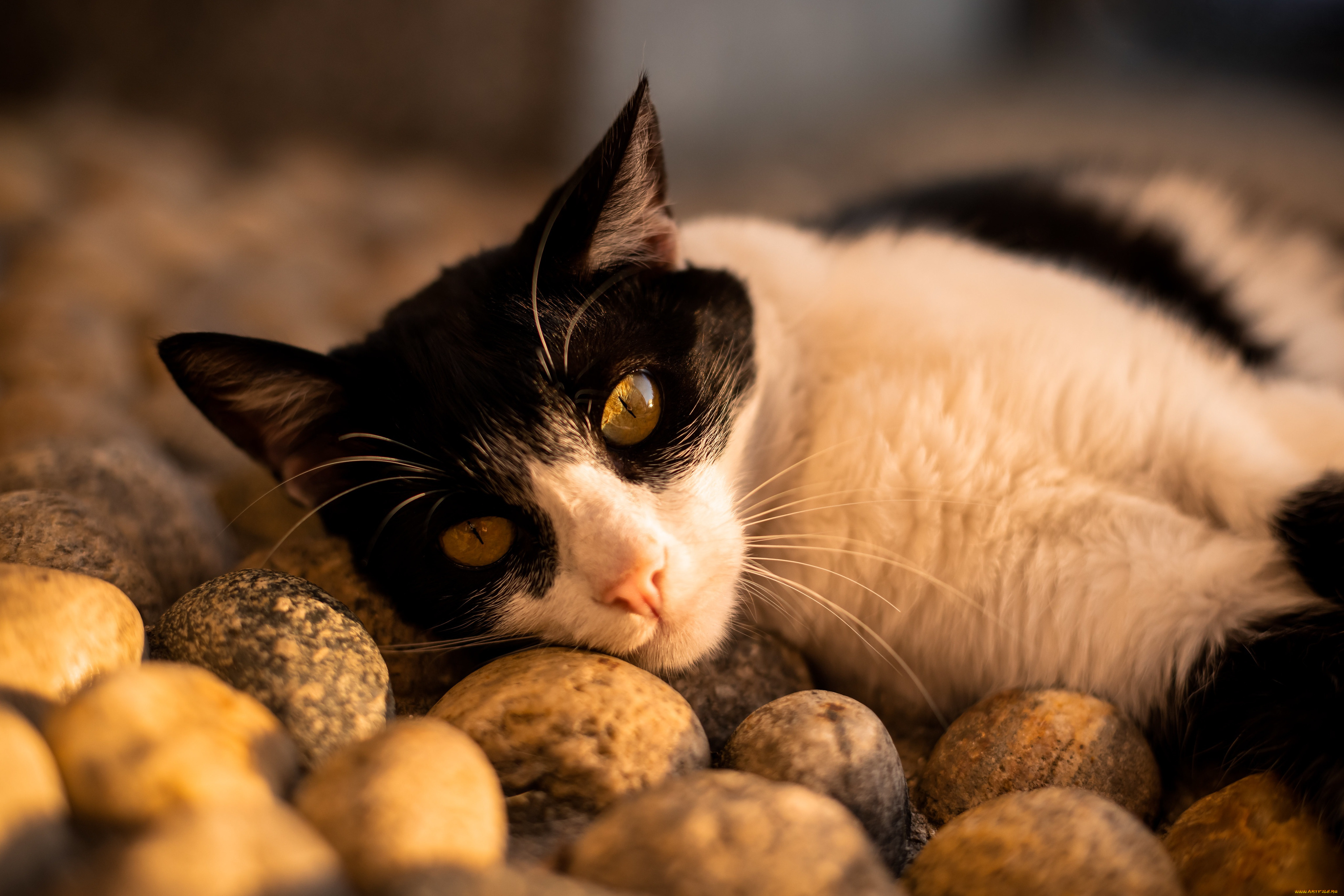 животные, коты, кот, кошка