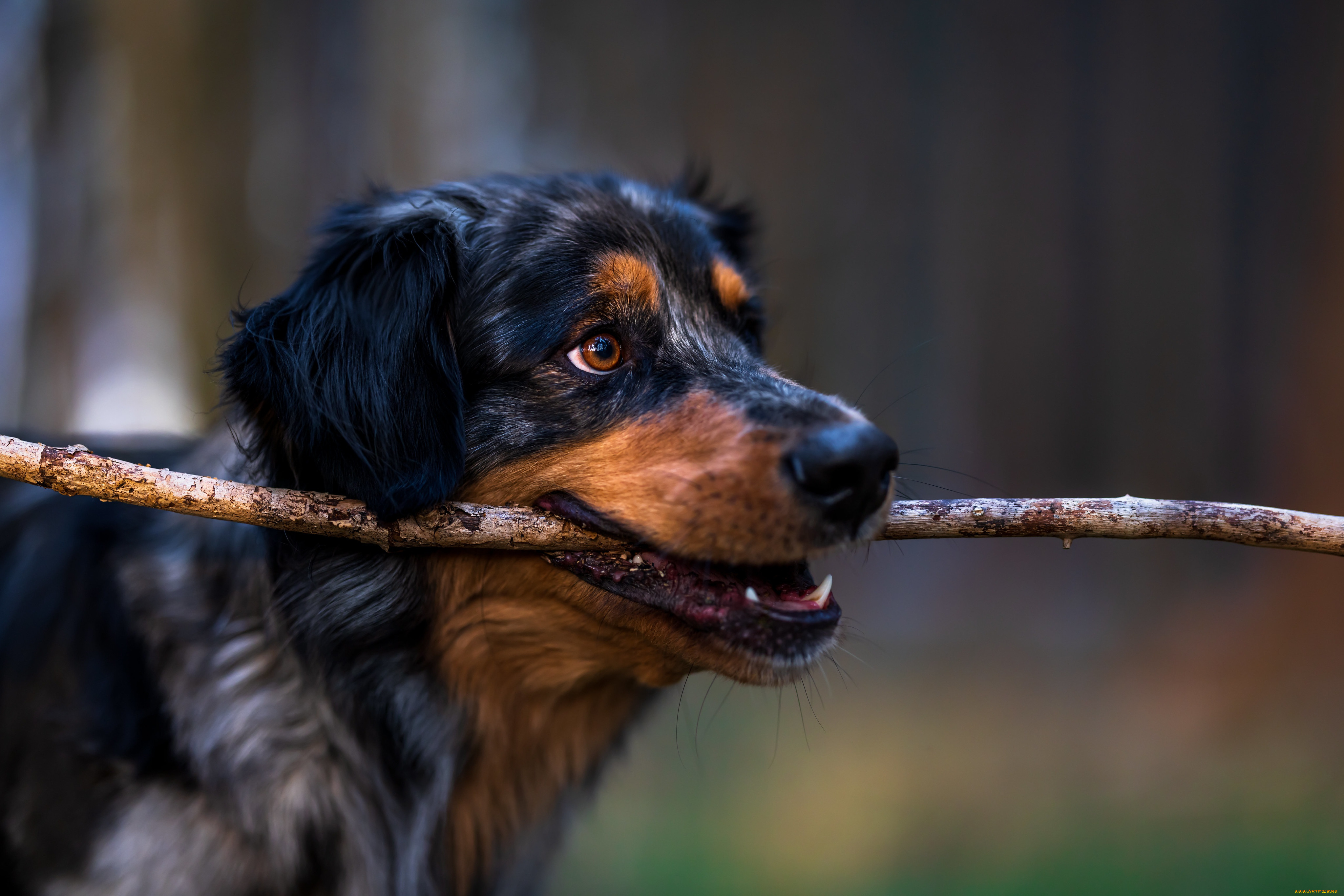 животные, собаки, собака