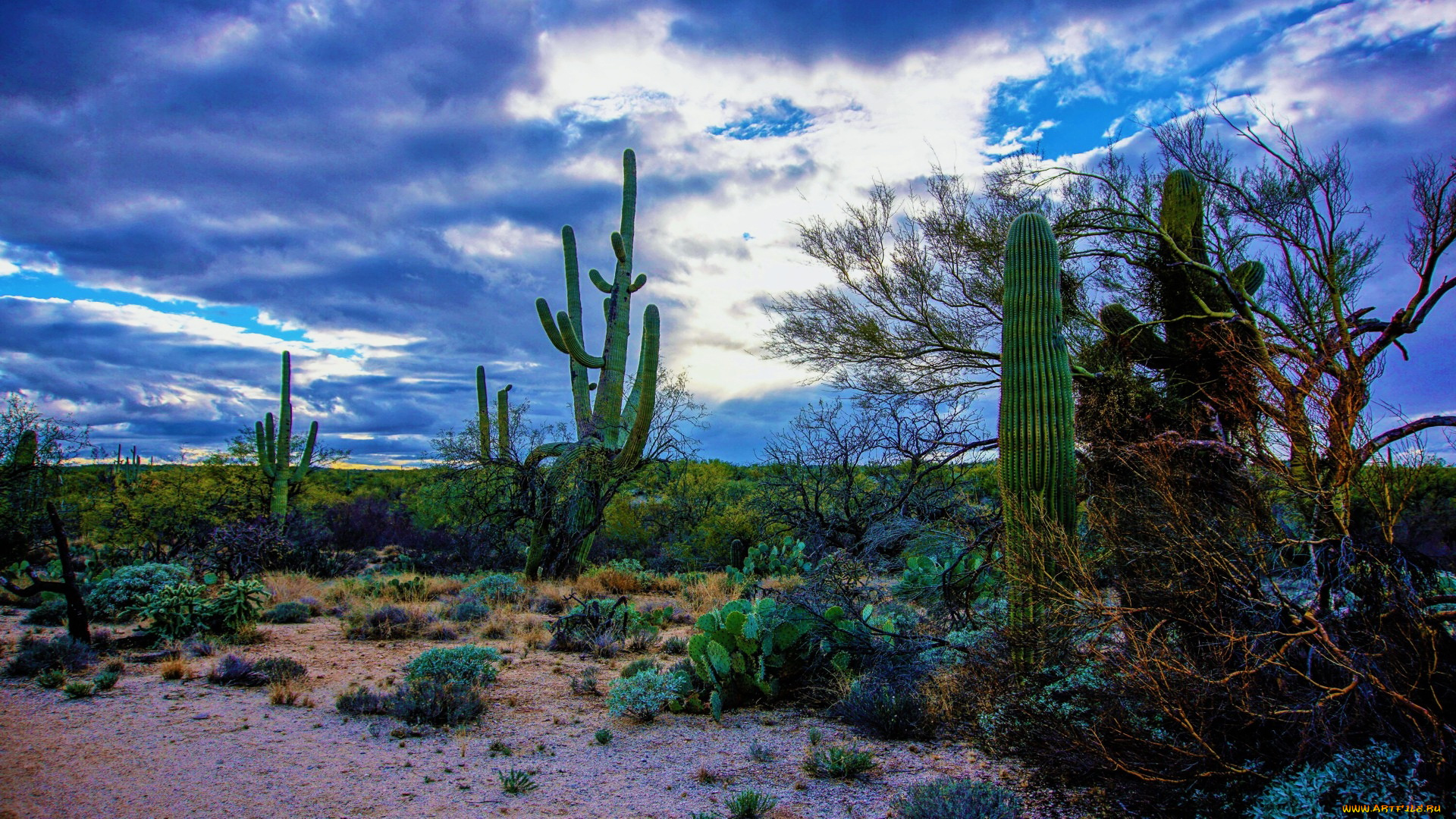 saguaro, national, park, tucson, arizona, природа, лес, saguaro, national, park