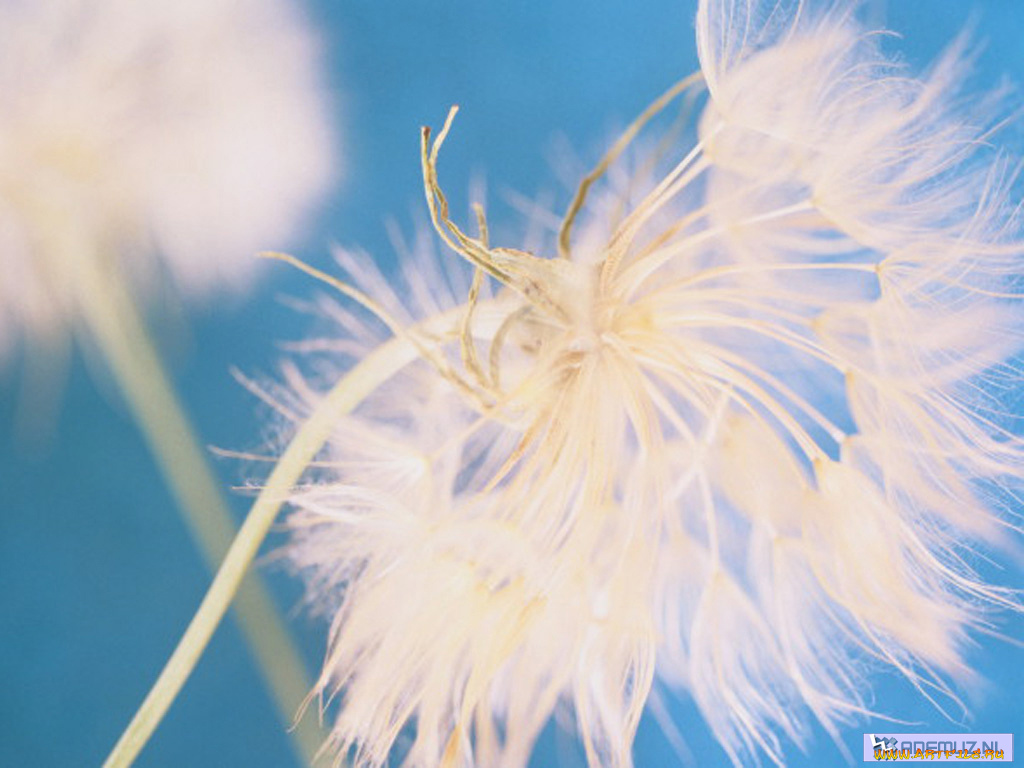 цветы, луговые, полевые