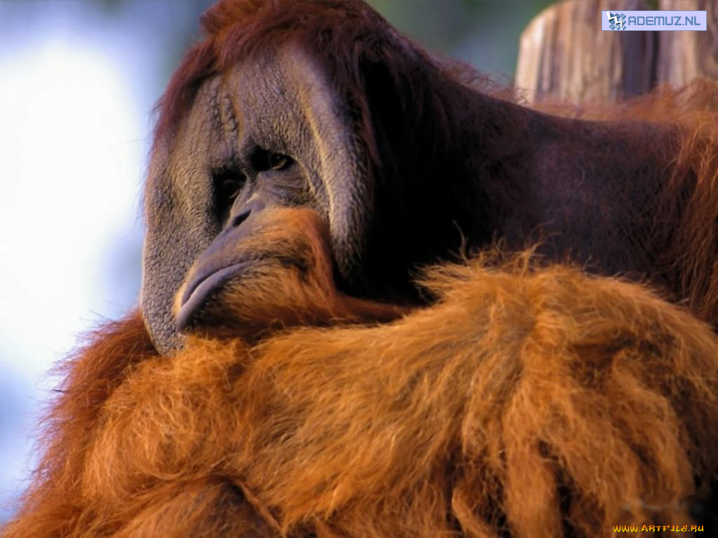 животные, обезьяны