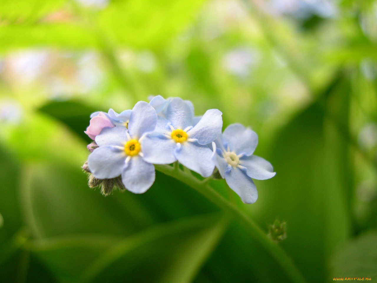 цветы, незабудки