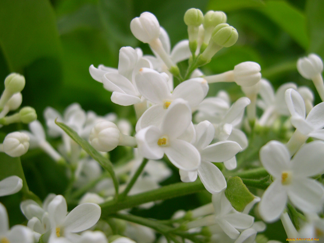 цветы, сирень