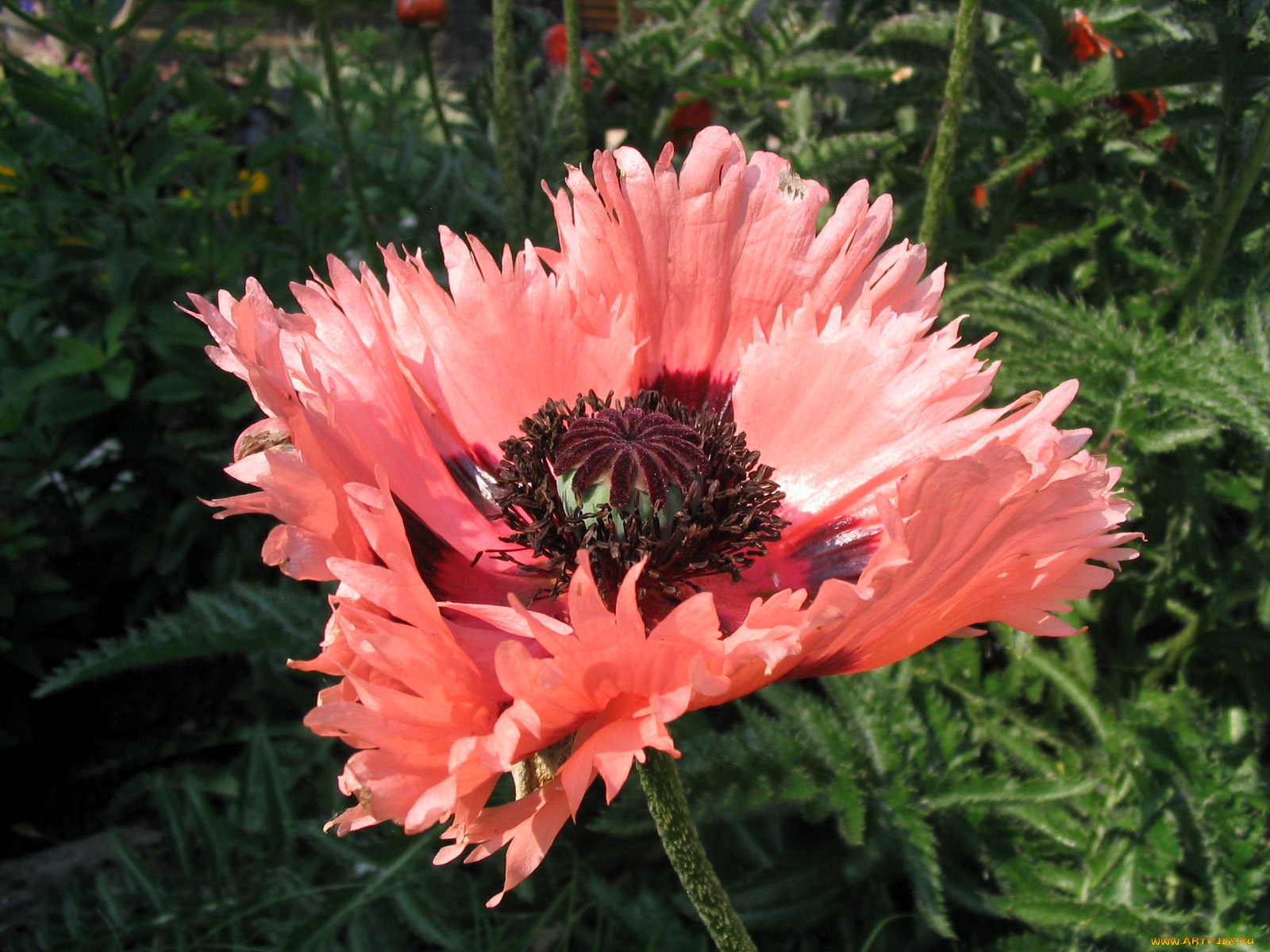 цветы, маки