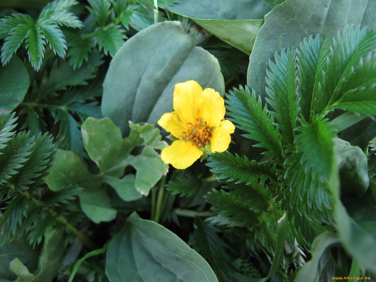 цветы, калужницы, лютики