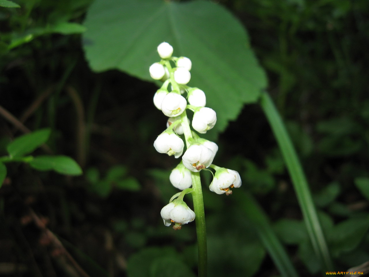 цветы, ландыши