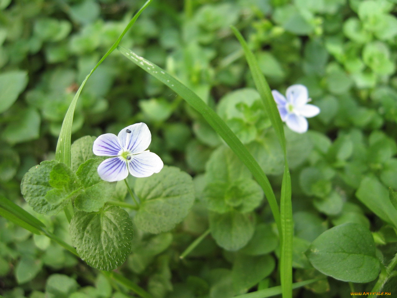 цветы, немофилы, вероники