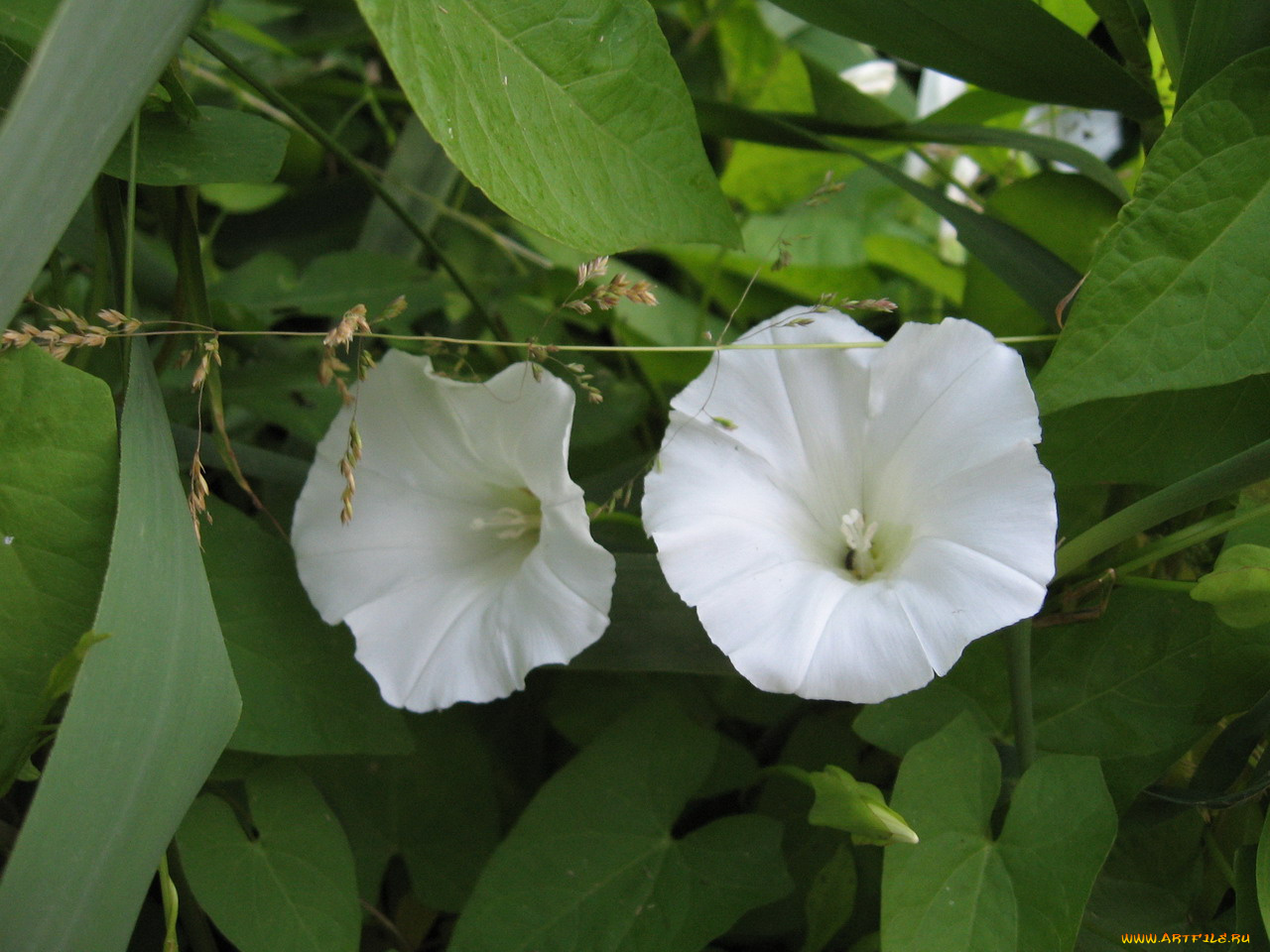 цветы, вьюнки, ипомеи
