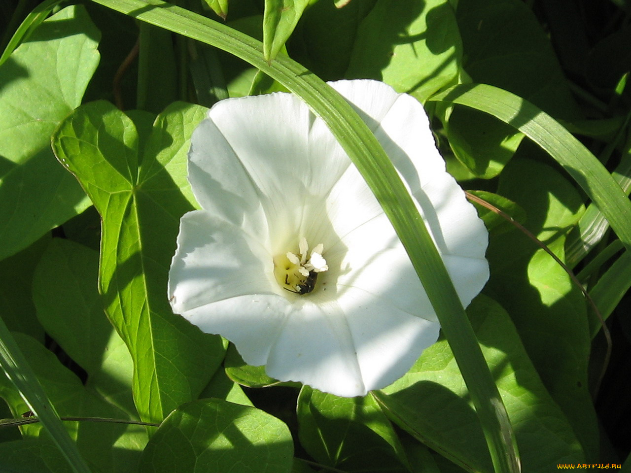 цветы, вьюнки, ипомеи