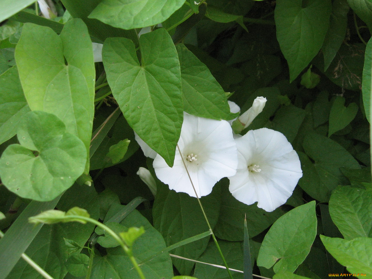 цветы, вьюнки, ипомеи