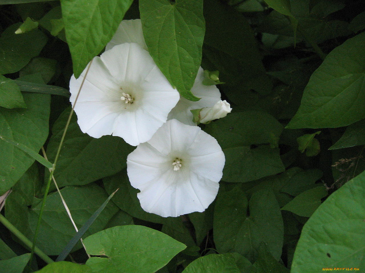 цветы, вьюнки, ипомеи