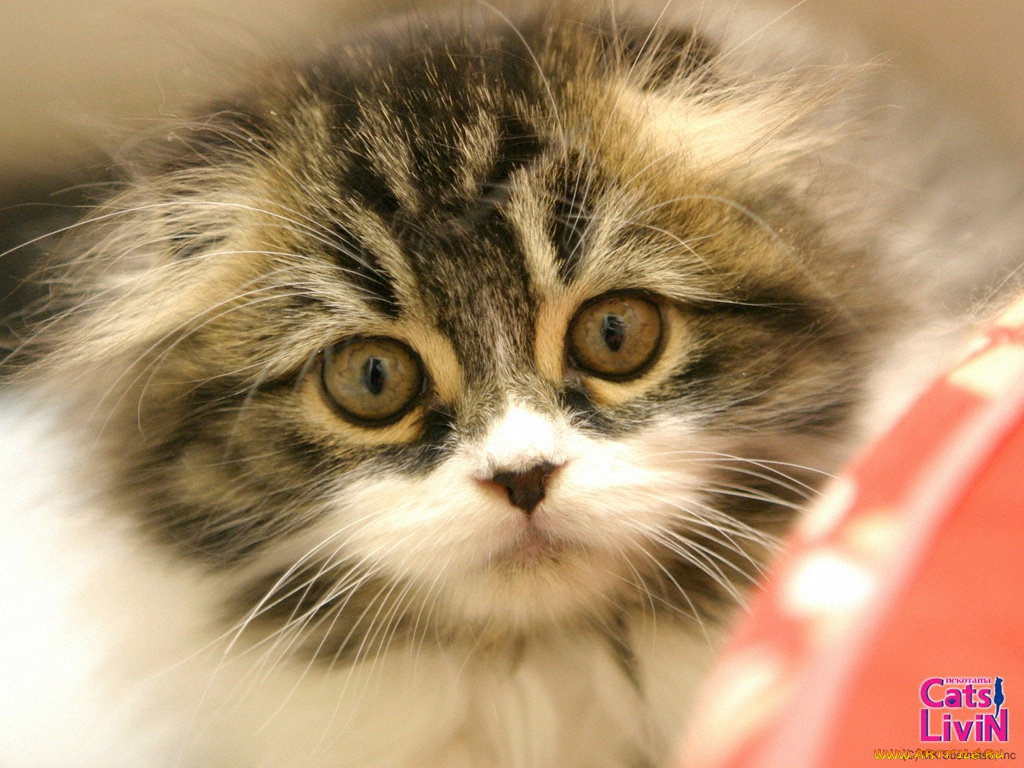 бренды, cats, livin