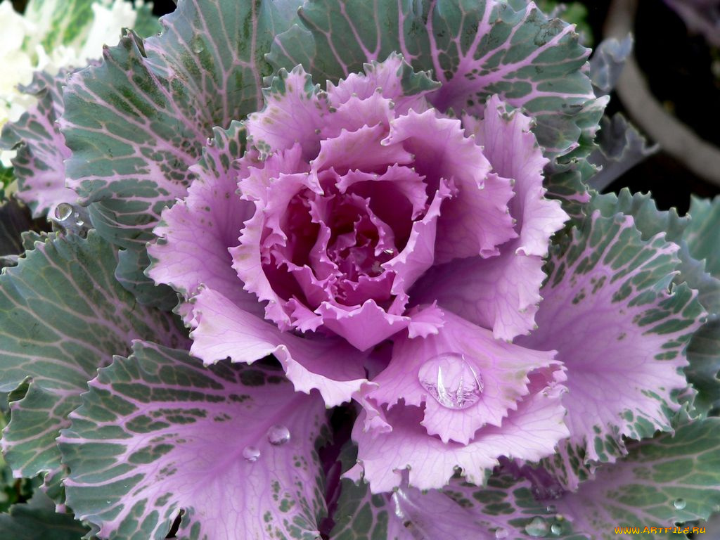 цветы, декоративная, капуста