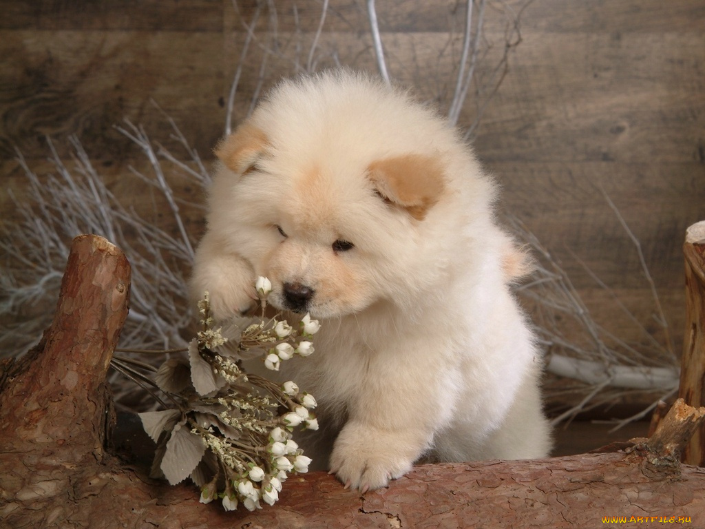 животные, собаки