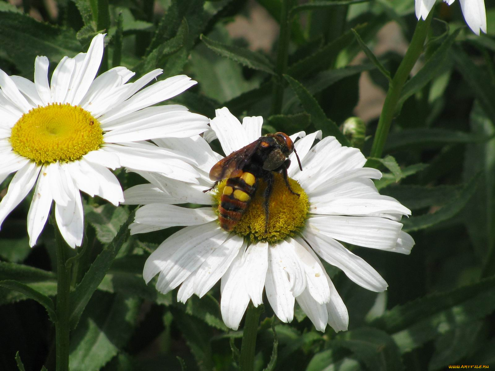 цветы, ромашки
