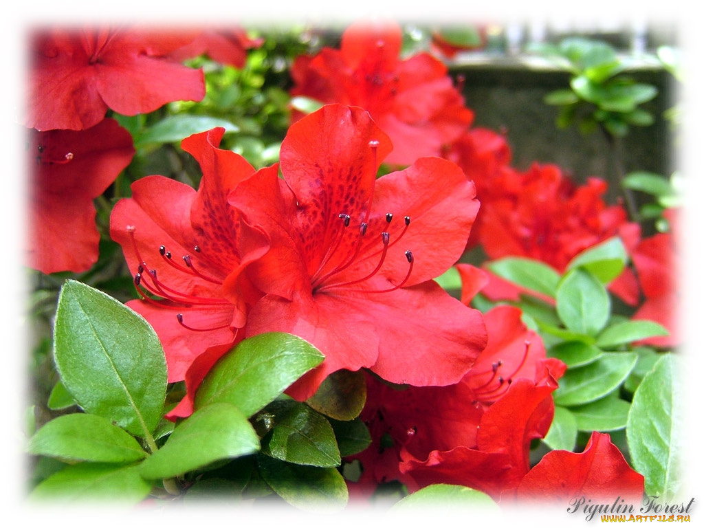 цветы, рододендроны, азалии