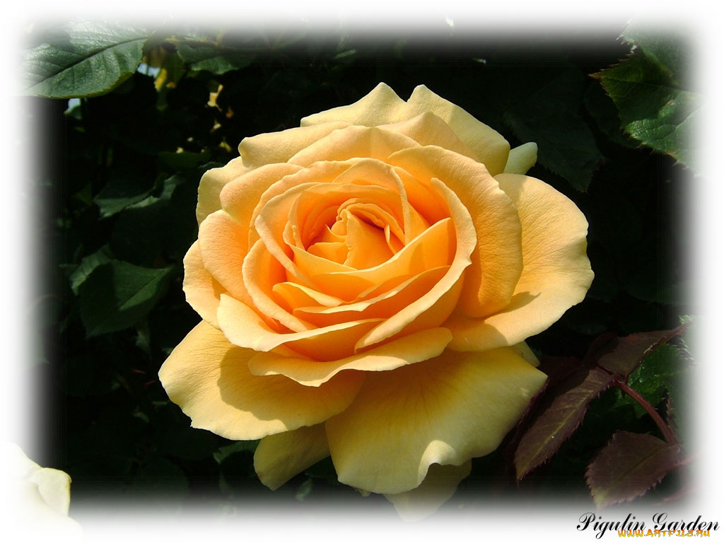 цветы, розы