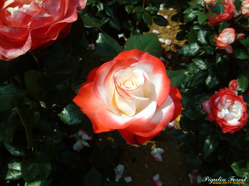 цветы, розы