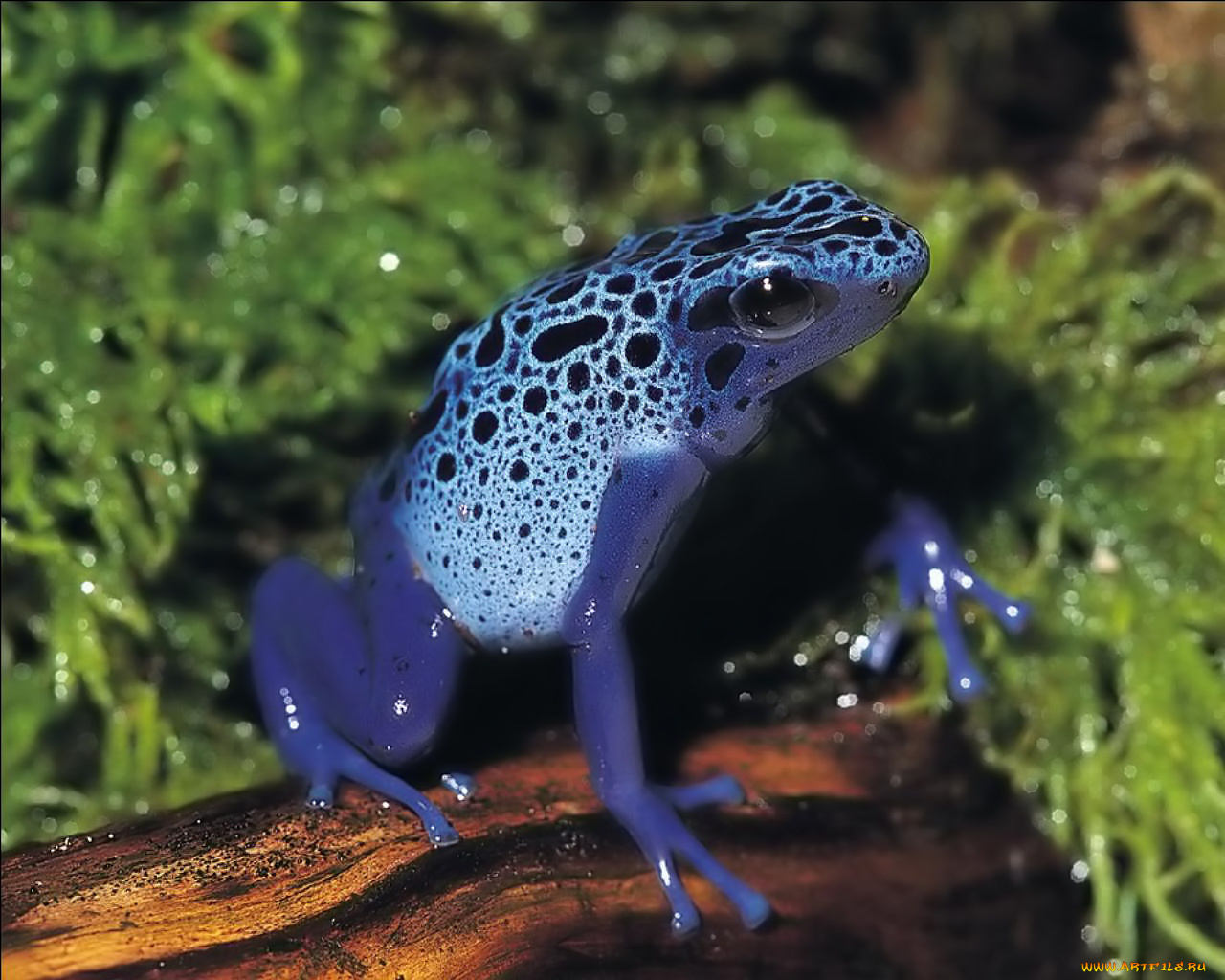 животные, лягушки