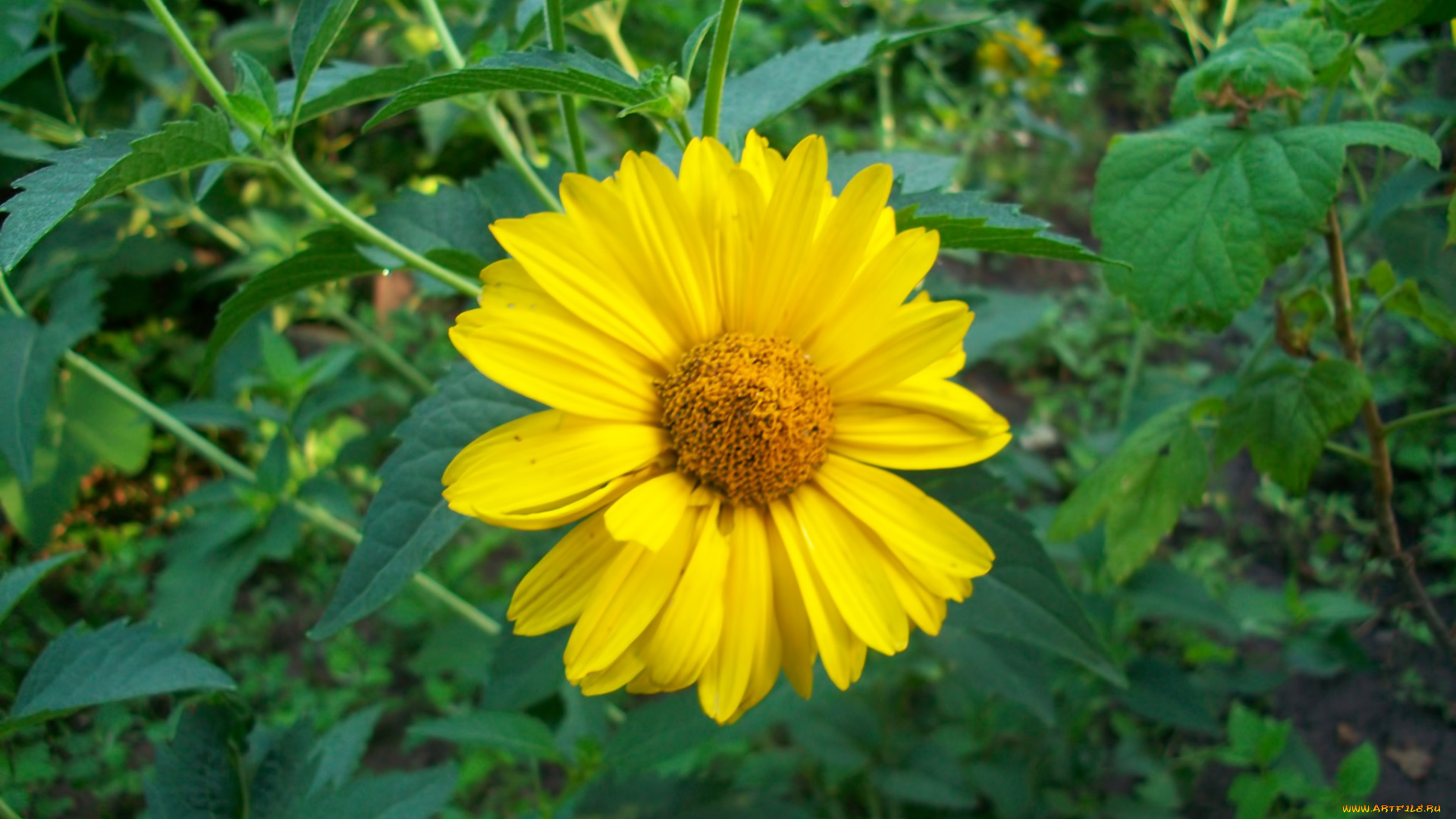 цветы, подсолнухи