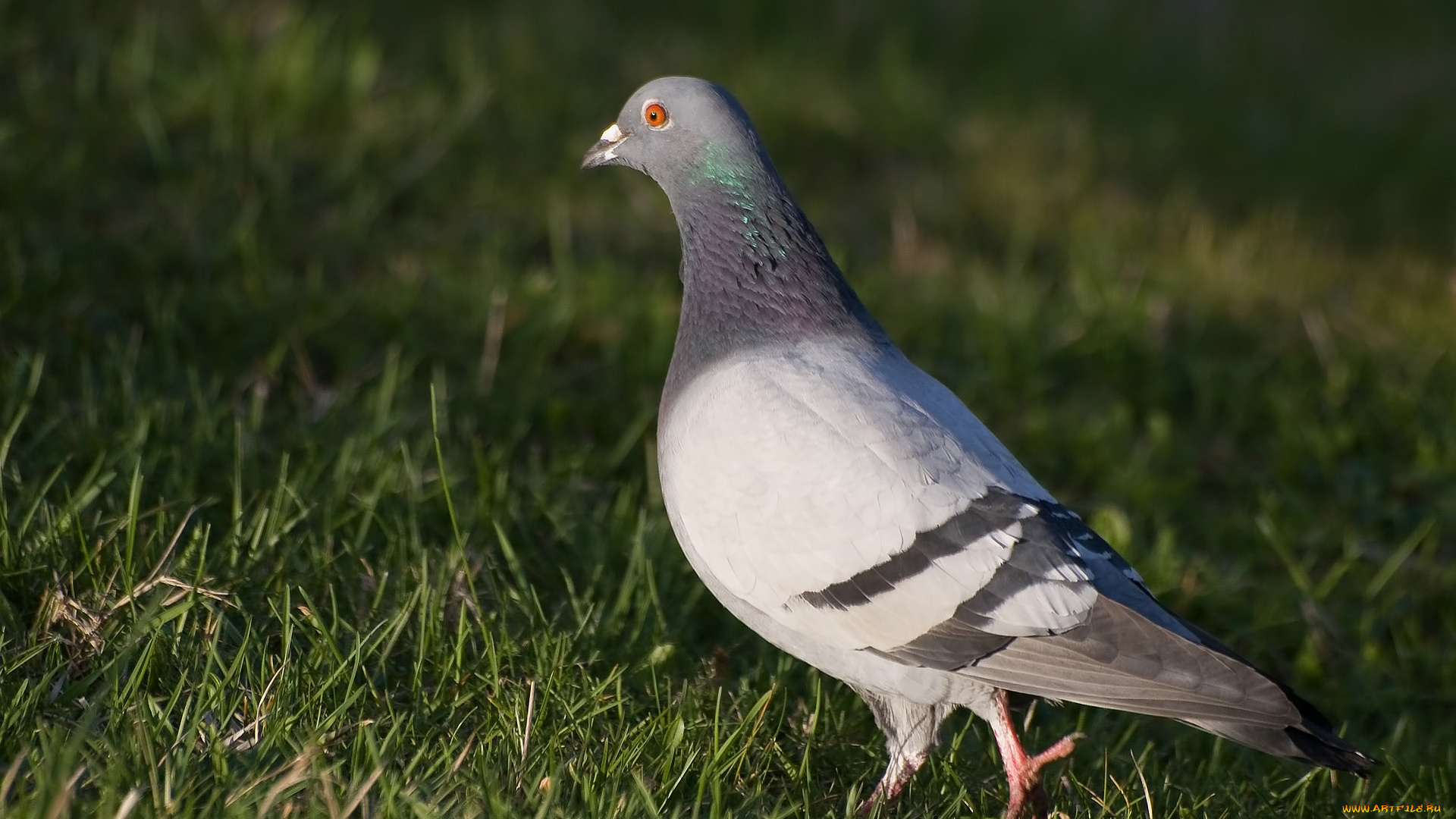 животные, голуби