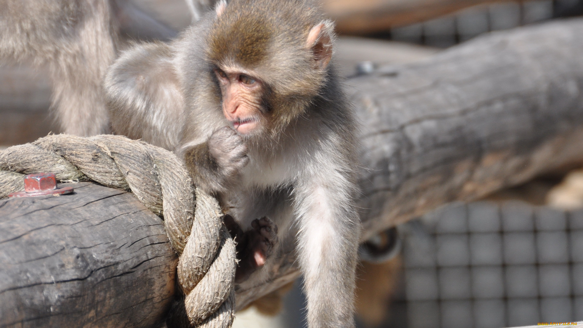 животные, обезьяны