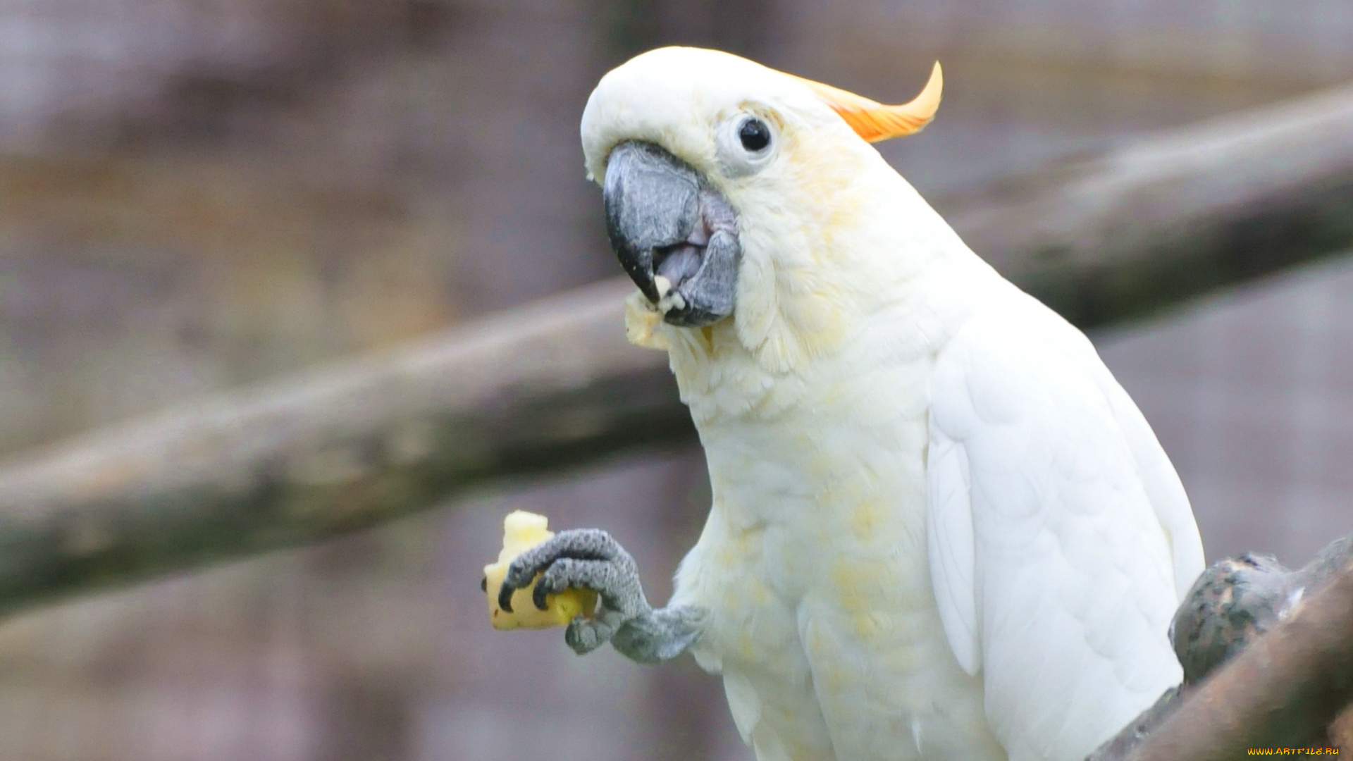 животные, попугаи