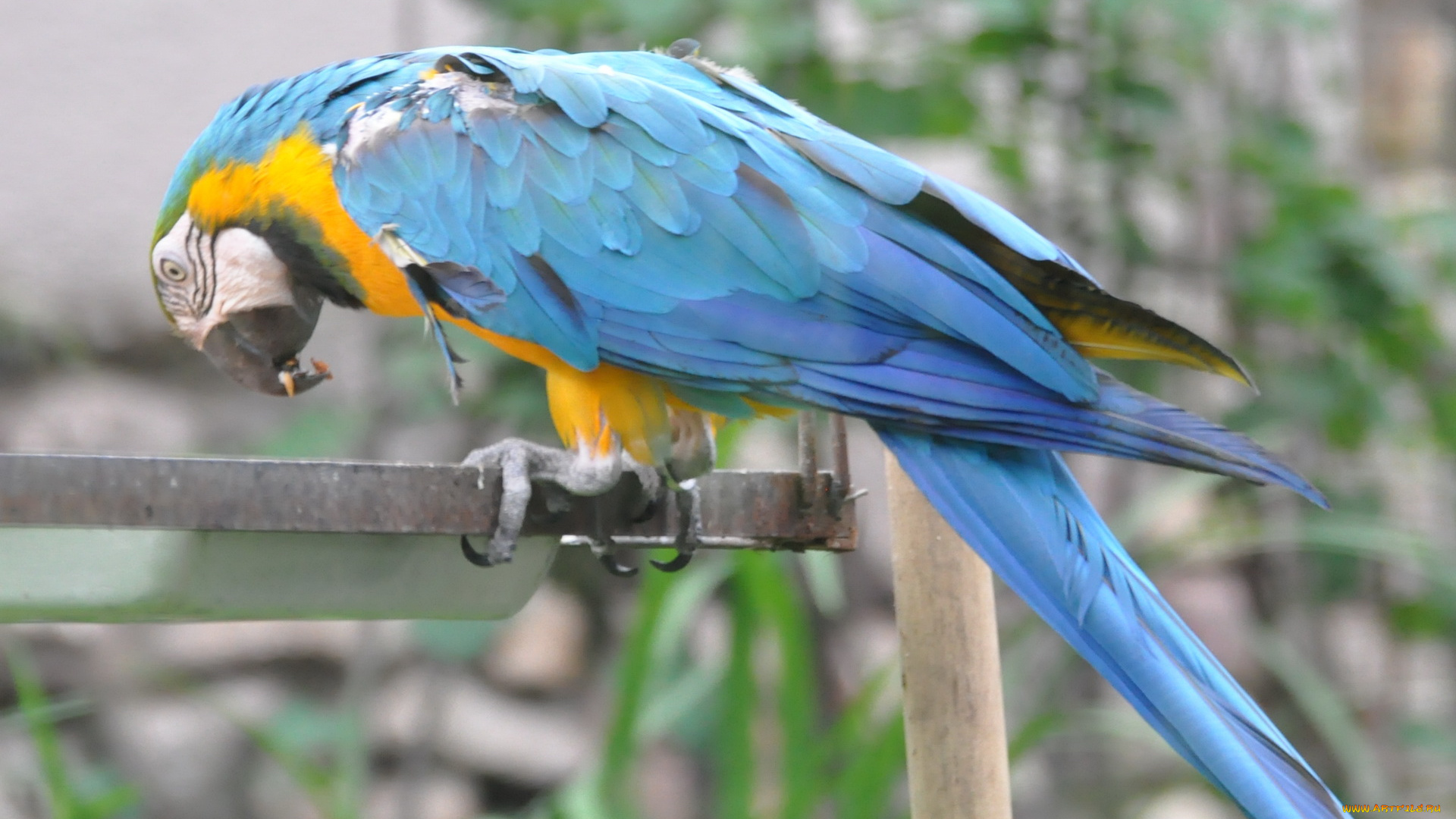 животные, попугаи