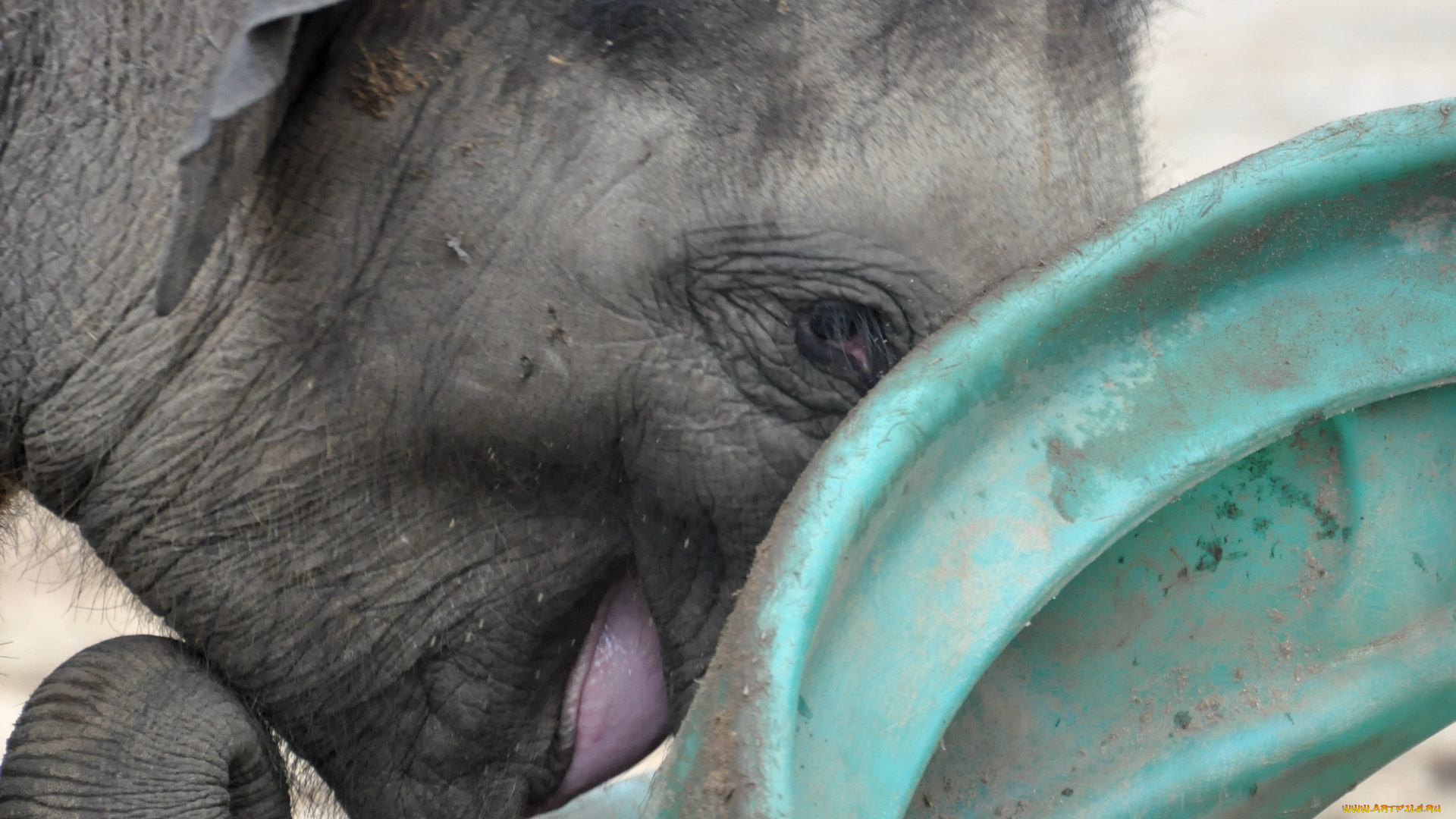 животные, слоны